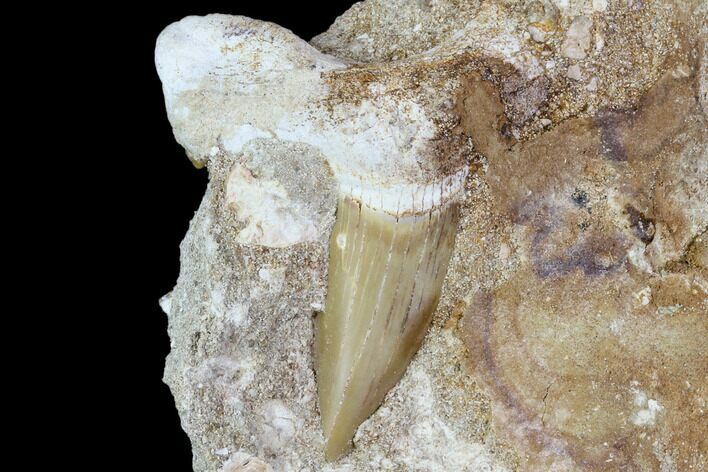 Otodus Shark Tooth Fossil in Rock - Eocene #111037